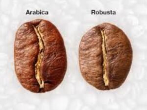 karakter kopi Magelang