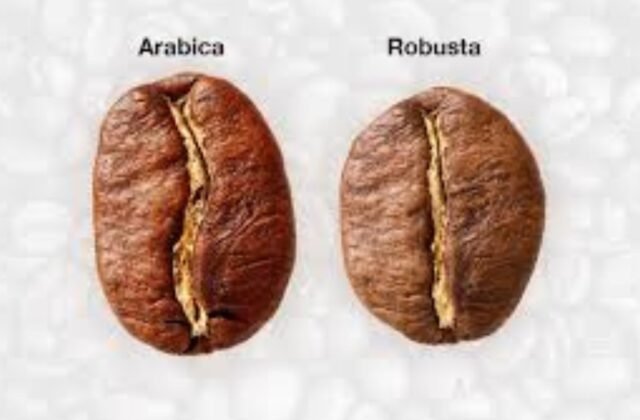 karakter kopi Magelang